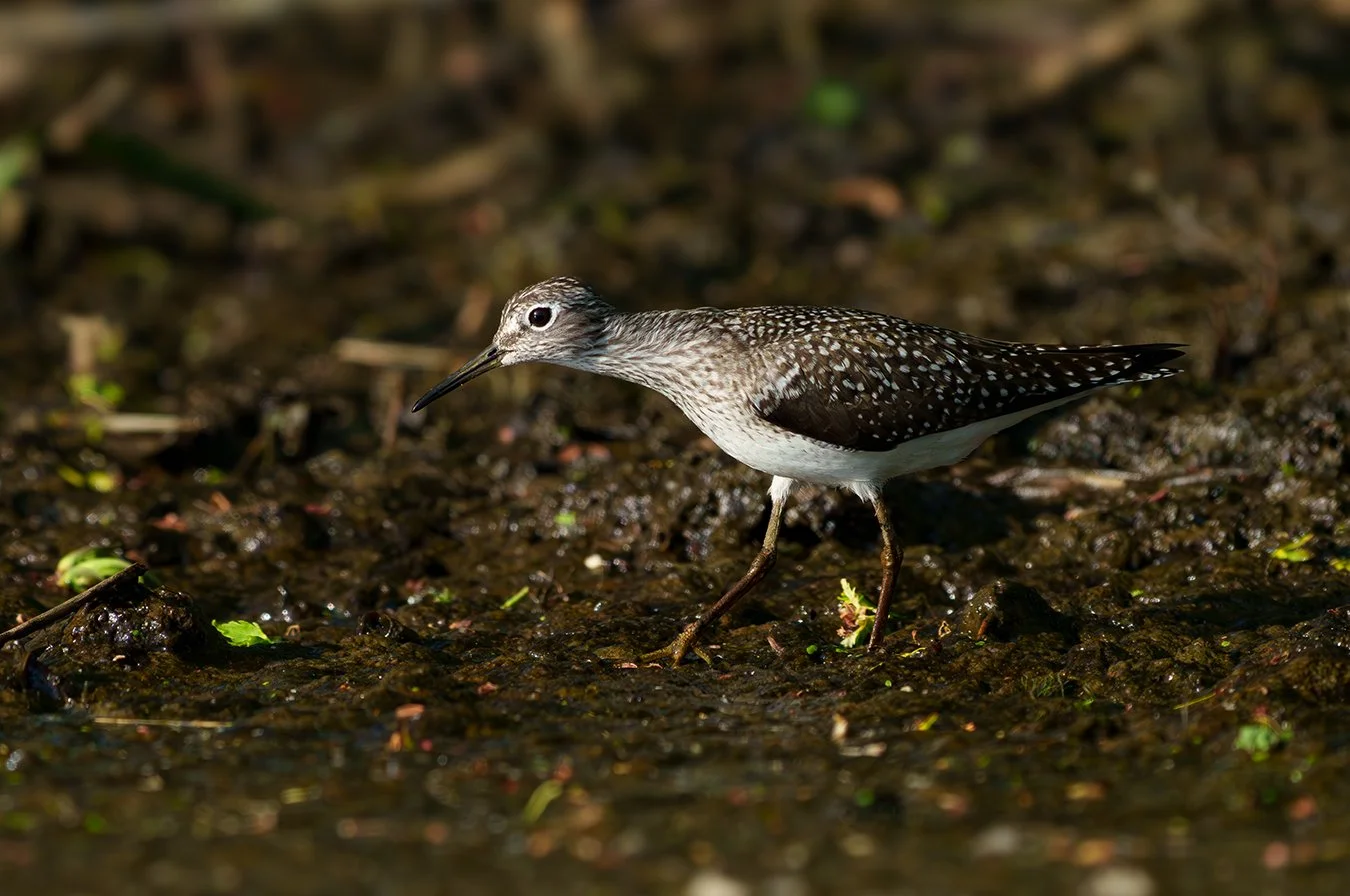 Solitary Sandpiper 5.jpg