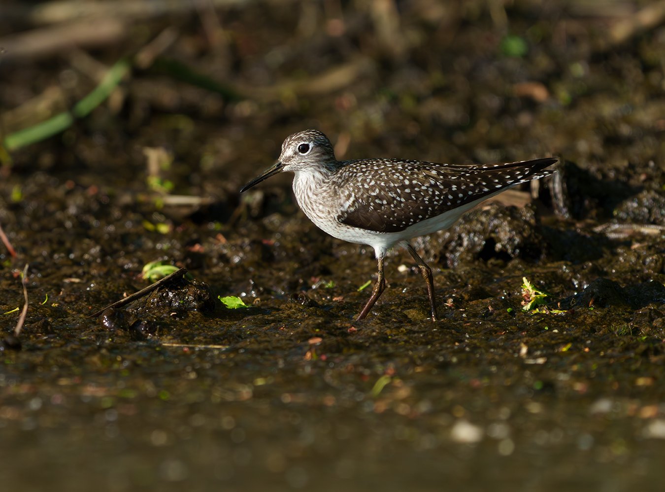 Solitary Sandpiper 6.jpg