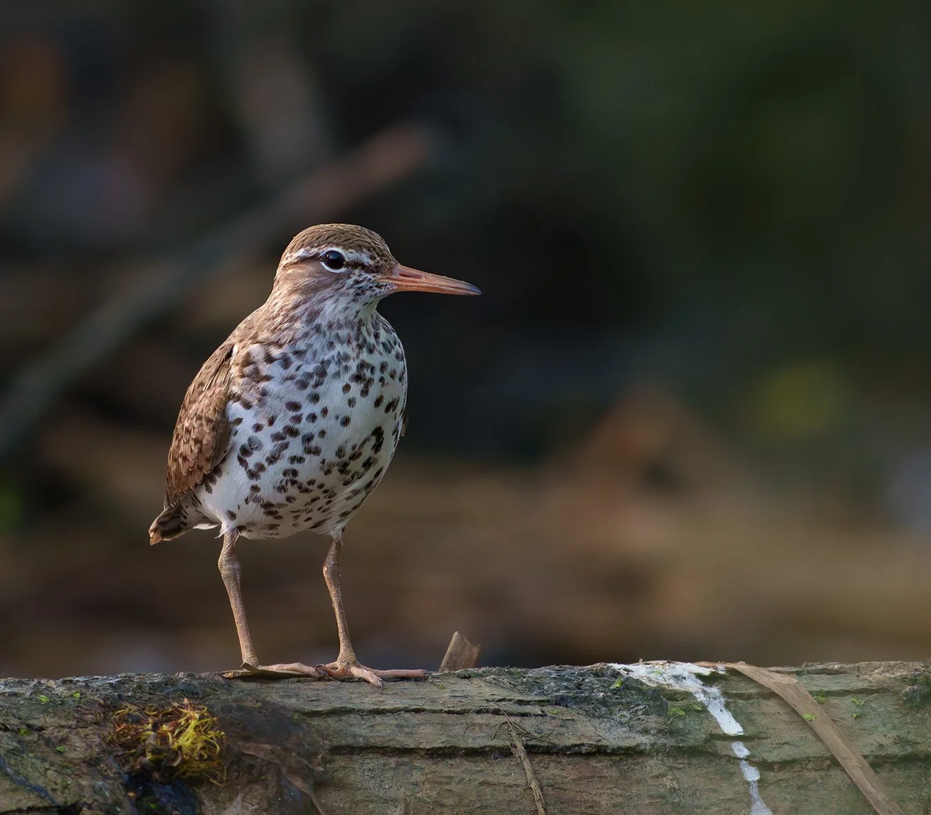 Spotted Sandpiper 12.jpg