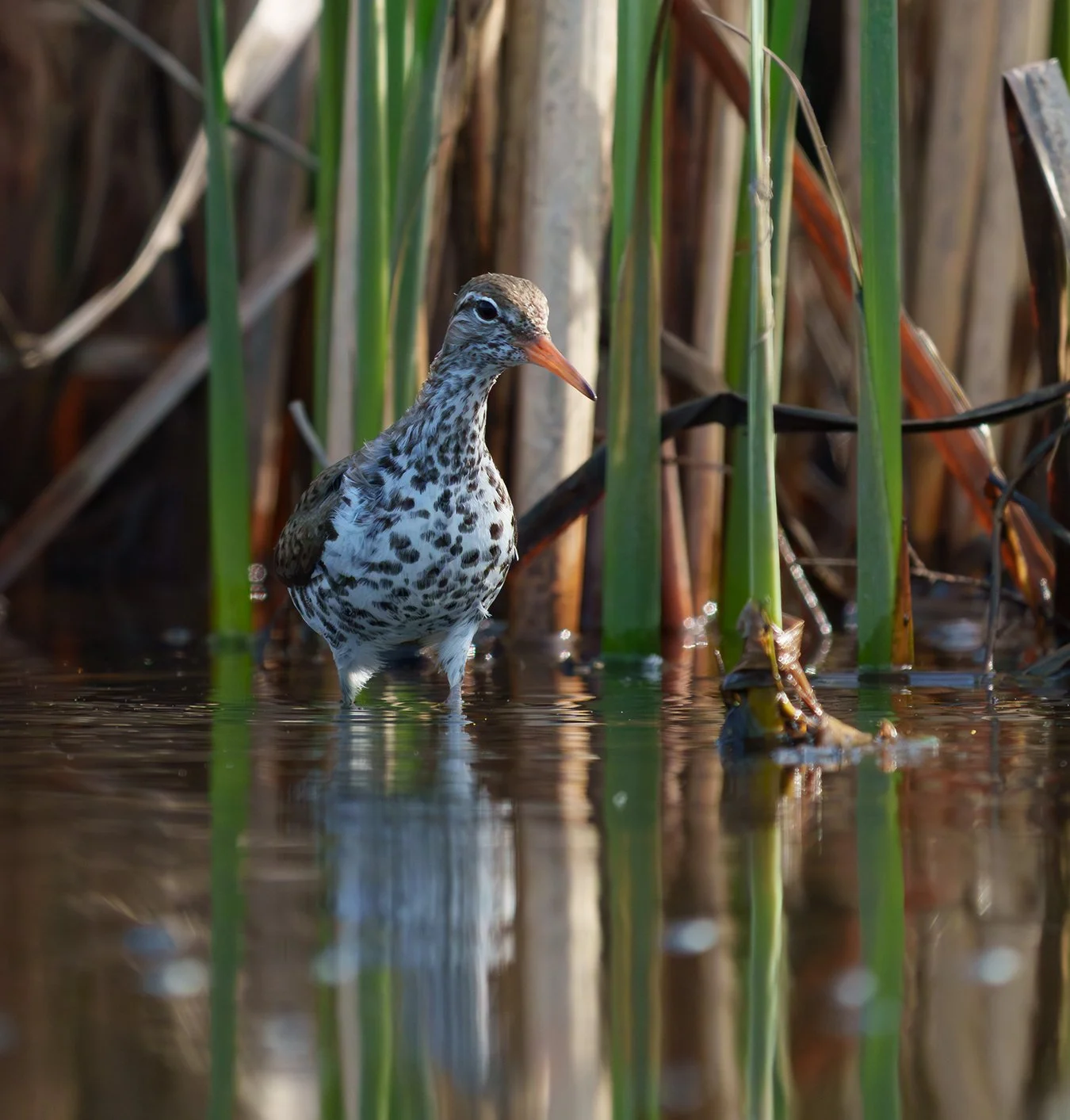 Spotted Sandpiper 11.jpg