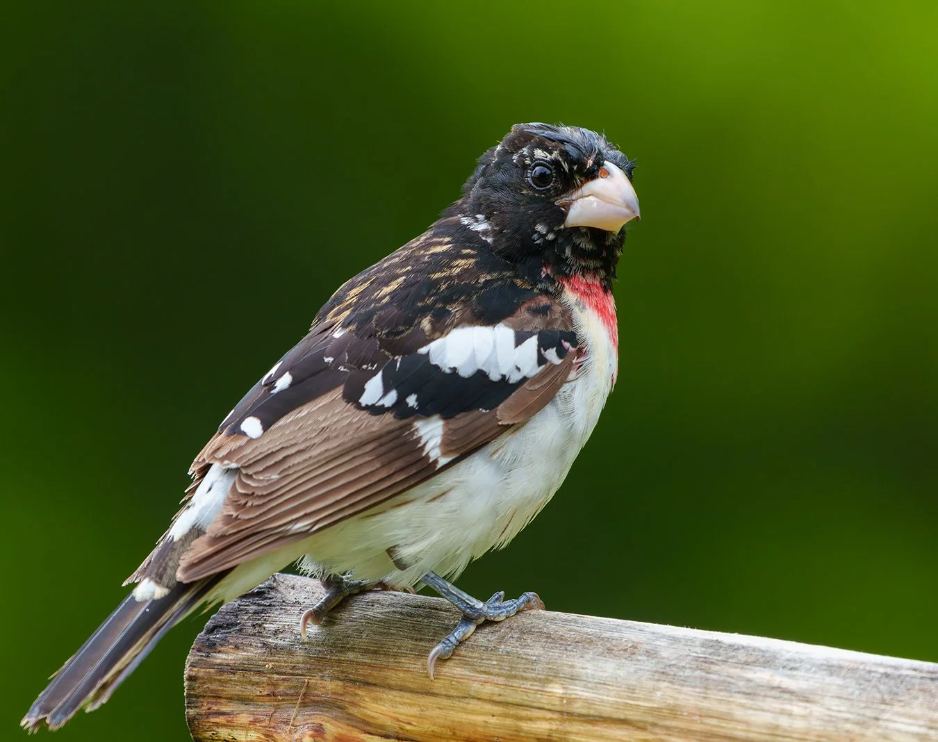 Rose Breasted Grosbeak 6.jpg
