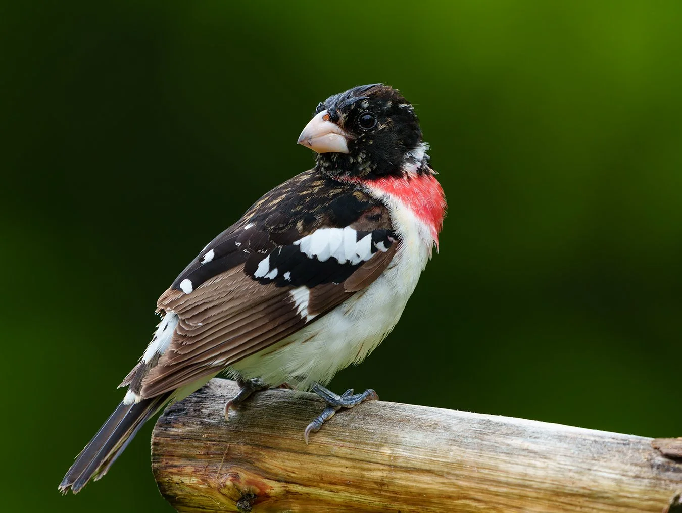 Rose Breasted Grosbeak 5.jpg