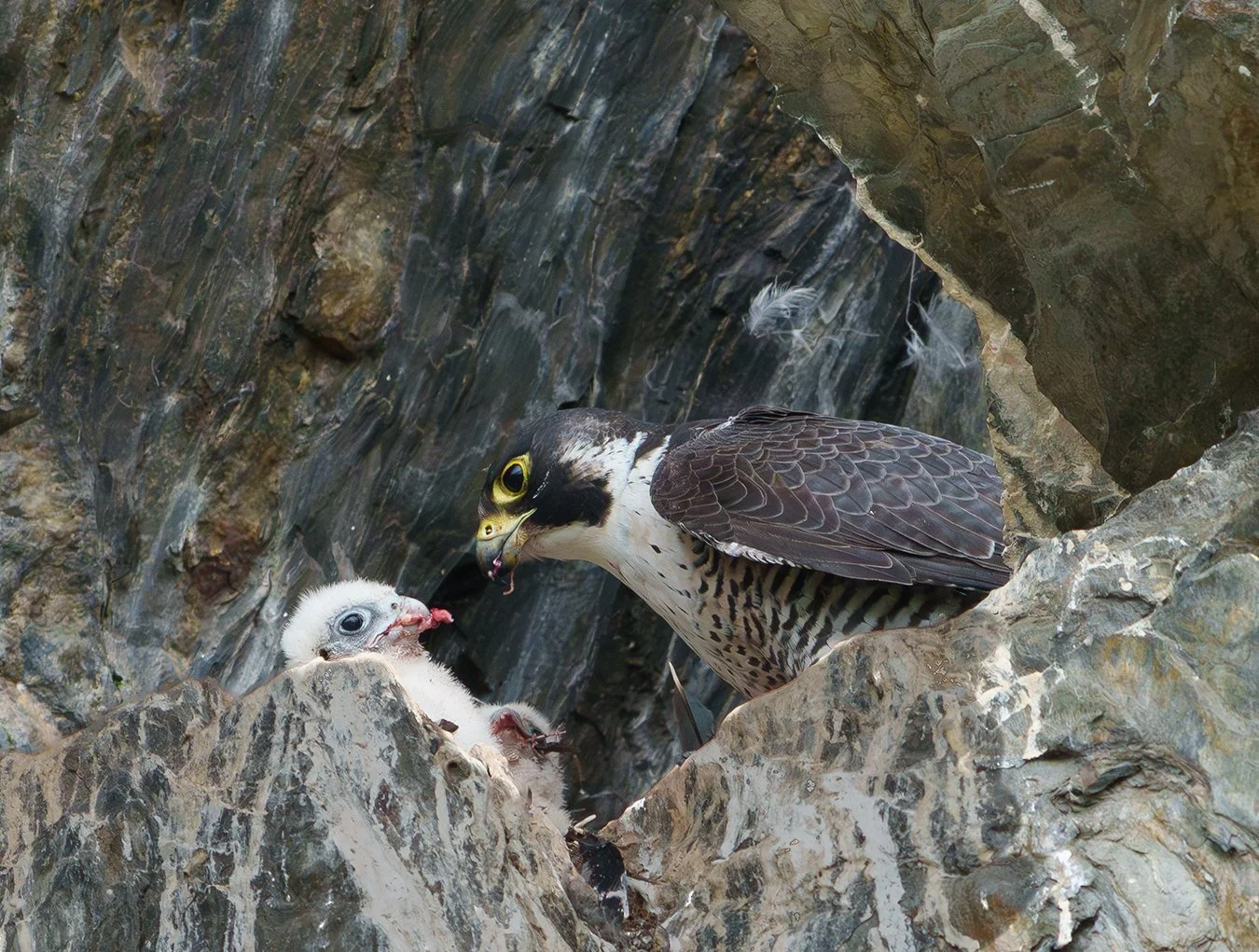 Peregrine Falcon 142.jpg