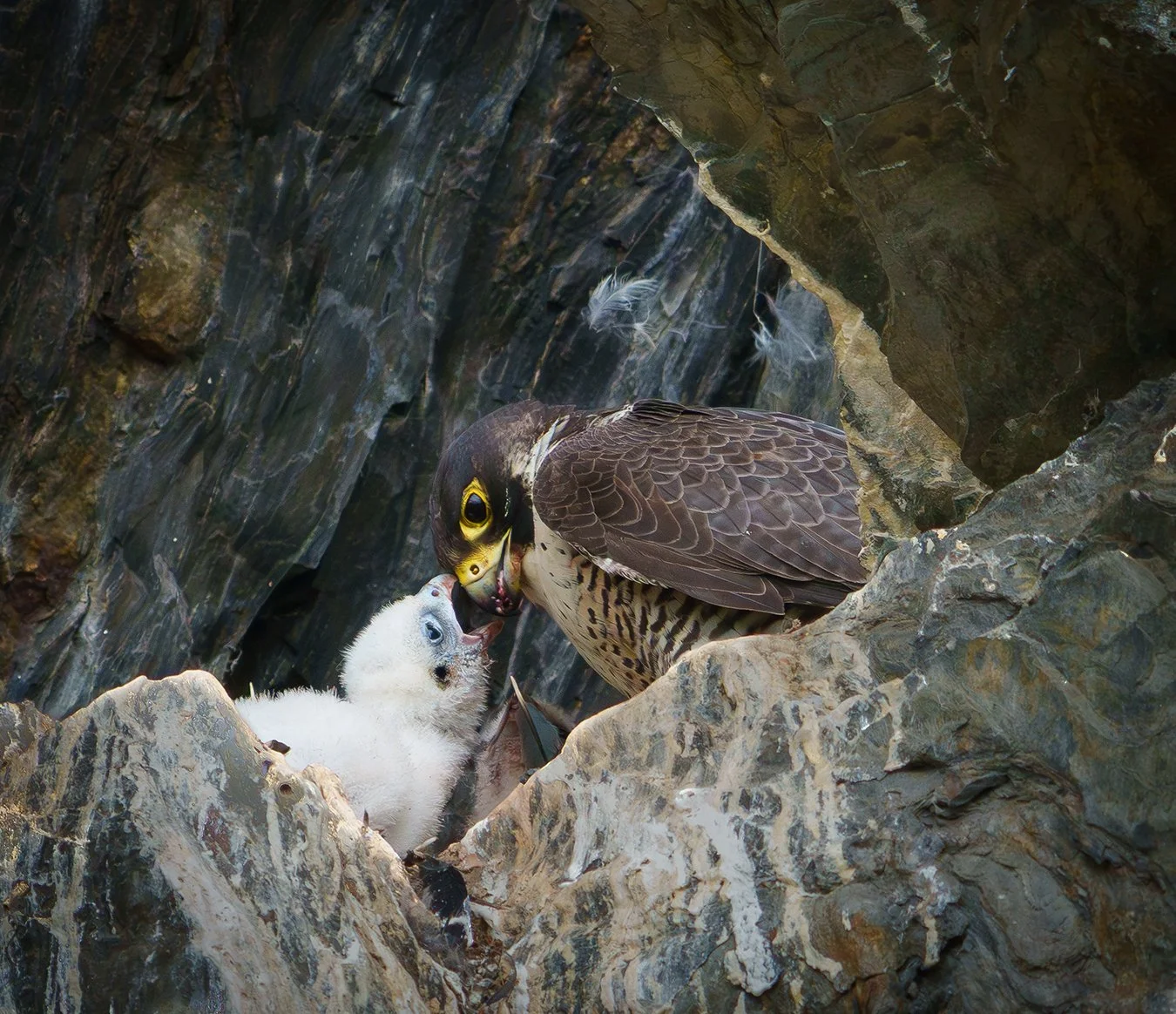 Peregrine Falcon 141.jpg