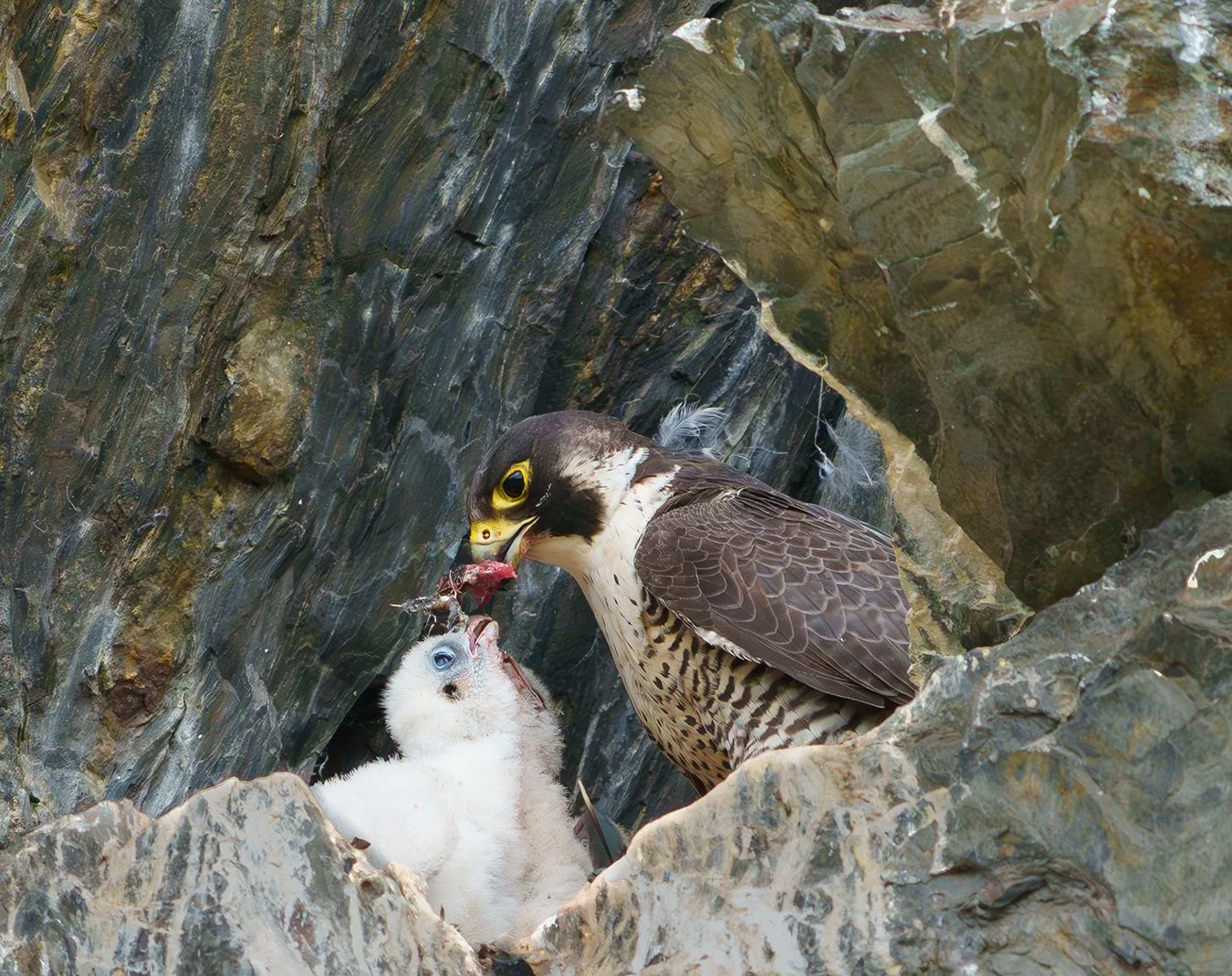 Peregrine Falcon 140.jpg