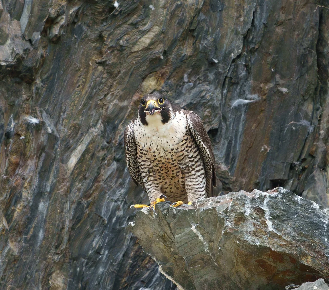 Peregrine Falcon 139.jpg
