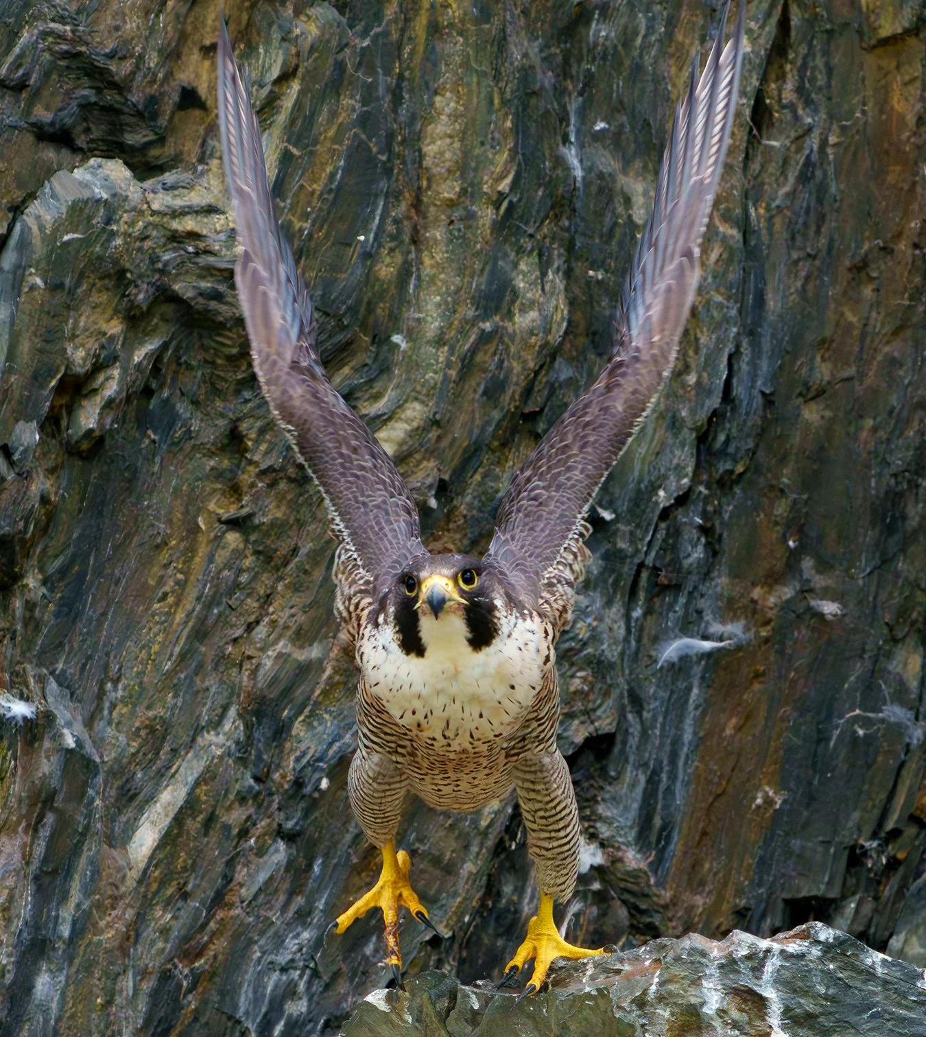 Peregrine Falcon 138.jpg