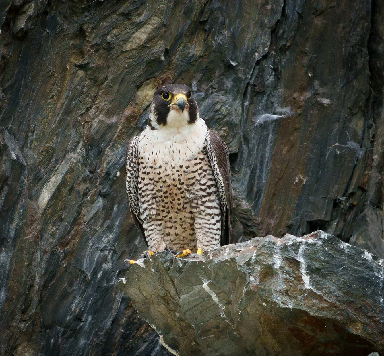 Peregrine Falcon 137.jpg