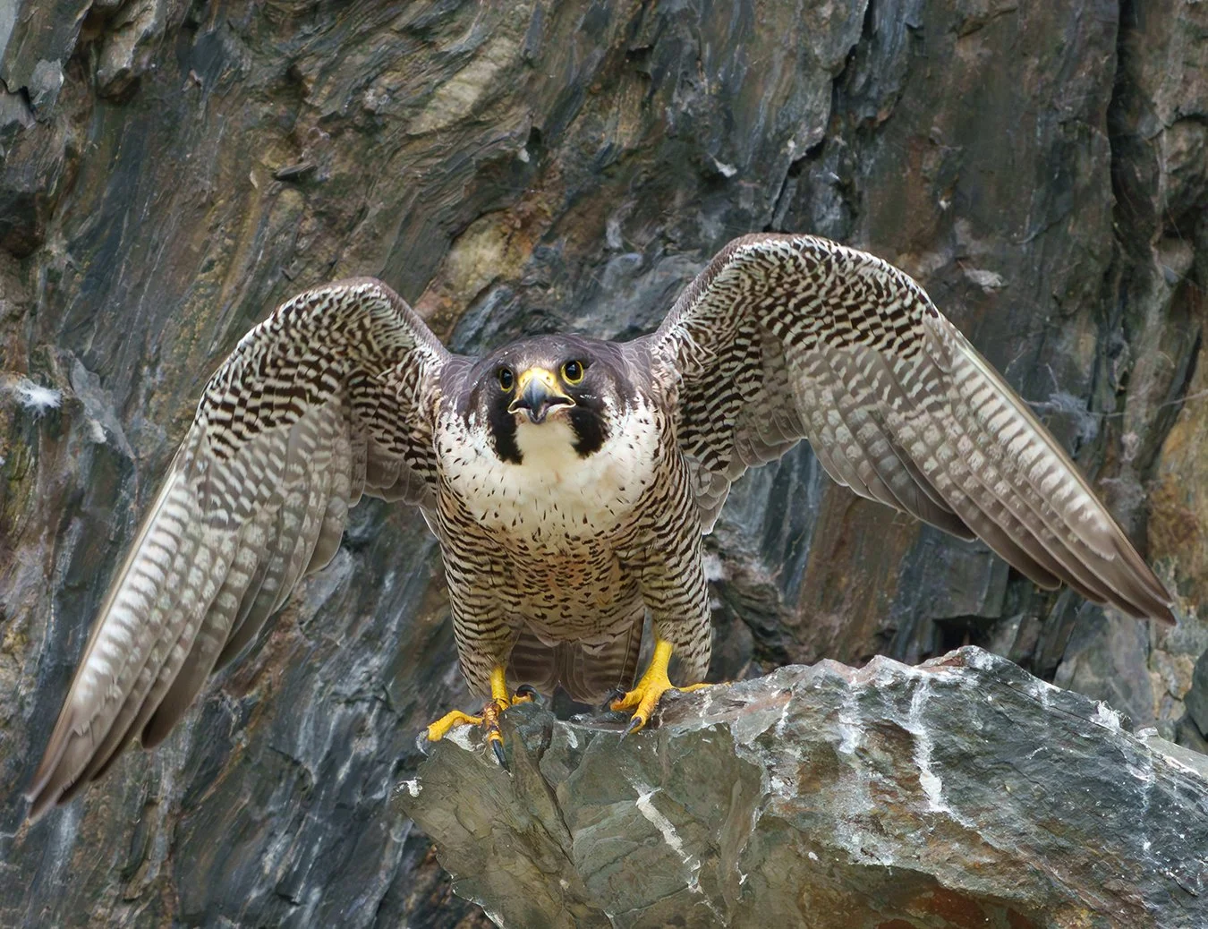 Peregrine Falcon 132A.jpg