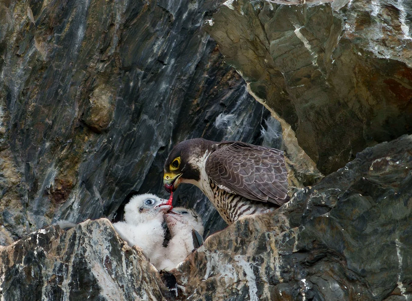 Peregrine Falcon 136.jpg