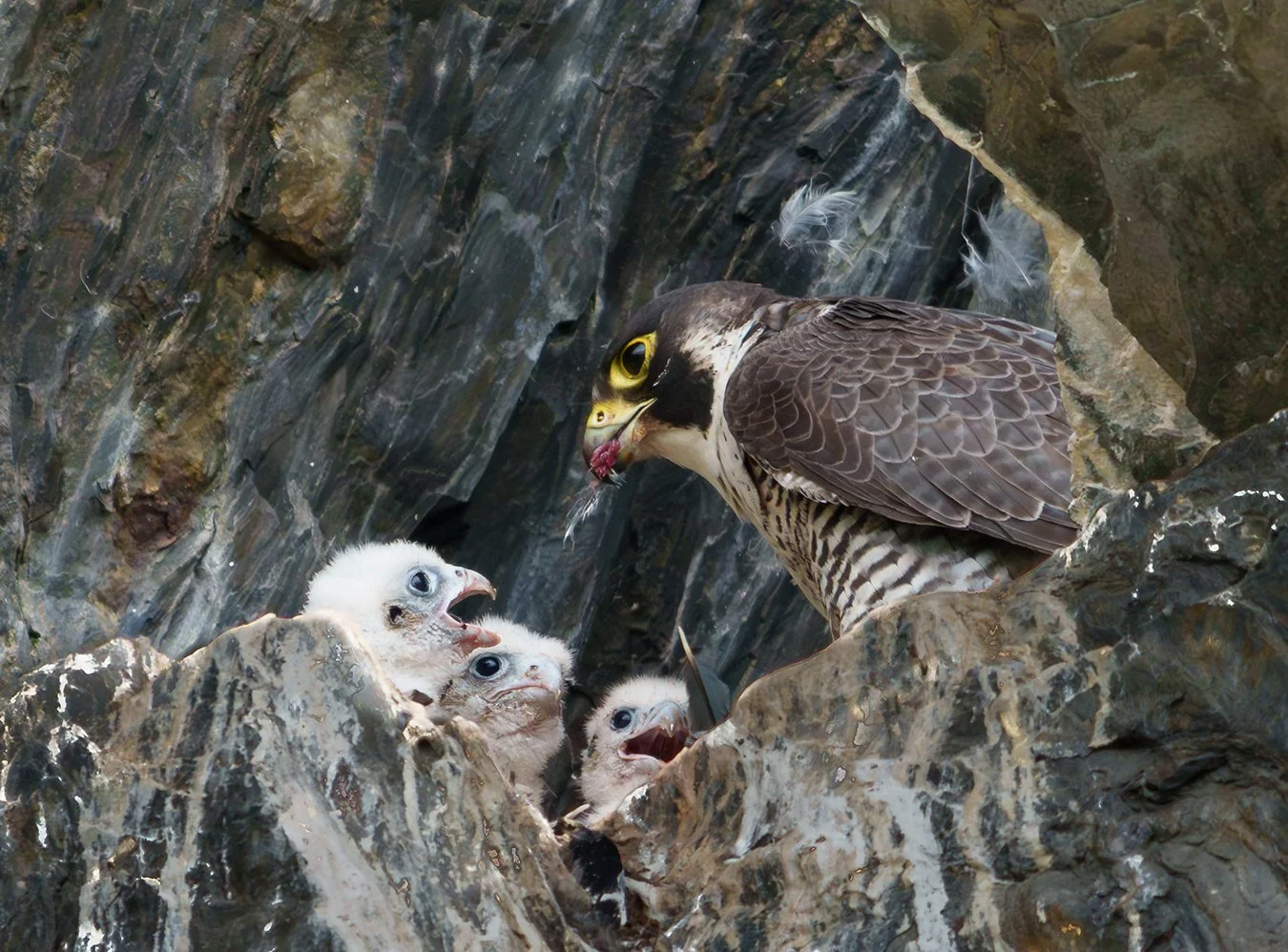 Peregrine Falcon 134.jpg