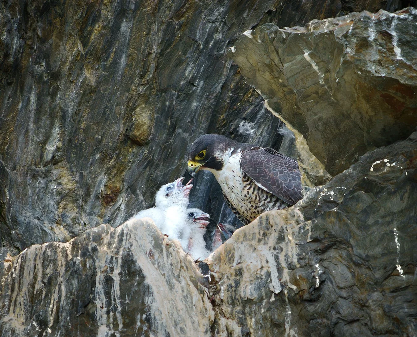 Peregrine Falcon 135.jpg