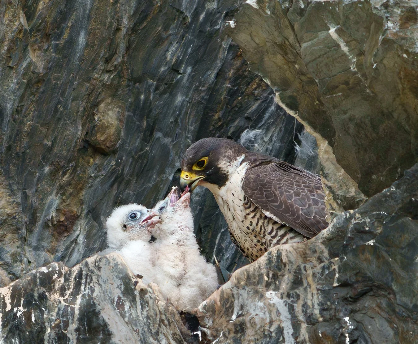 Peregrine Falcon 133A.jpg