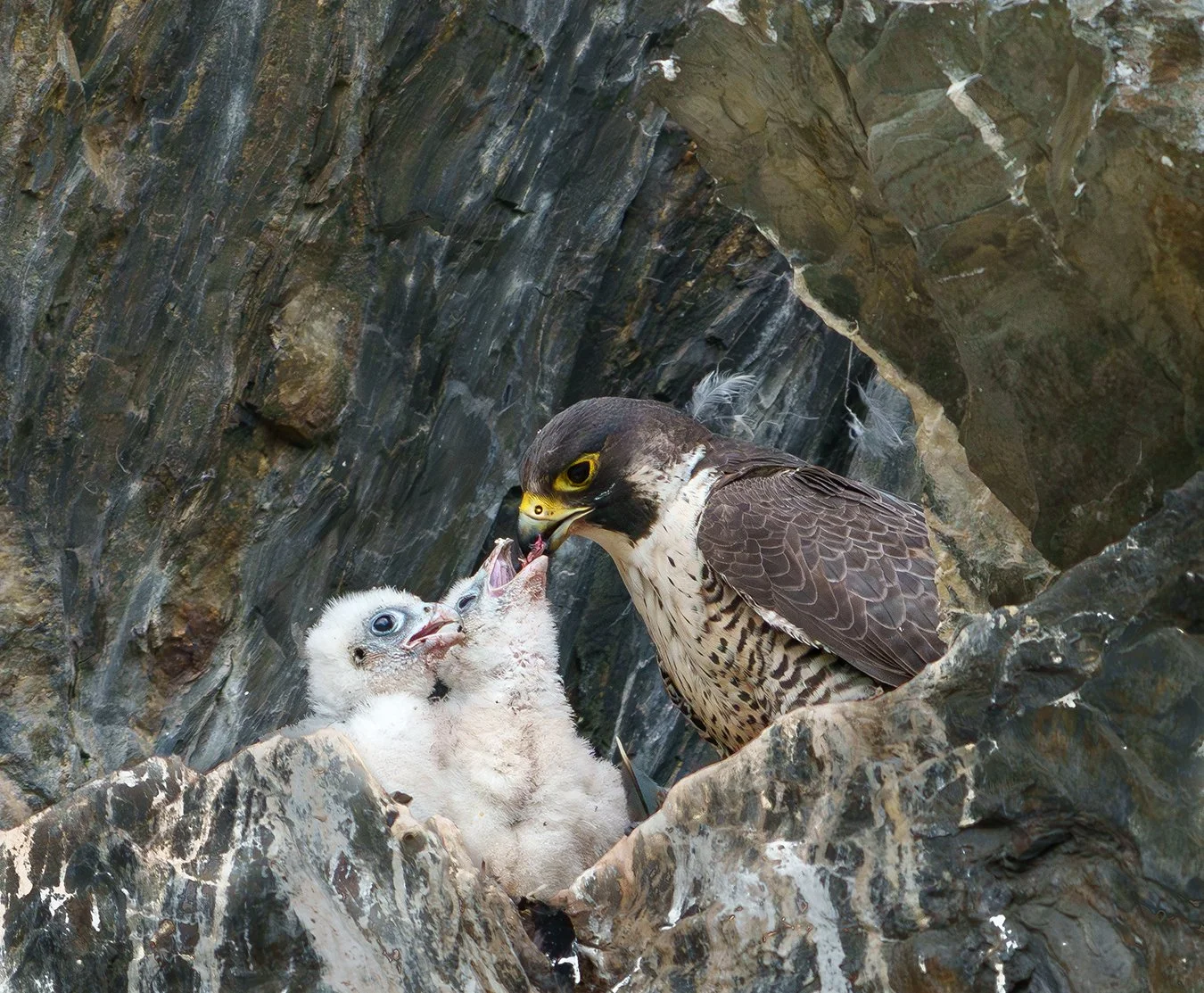 Peregrine Falcon 133.jpg