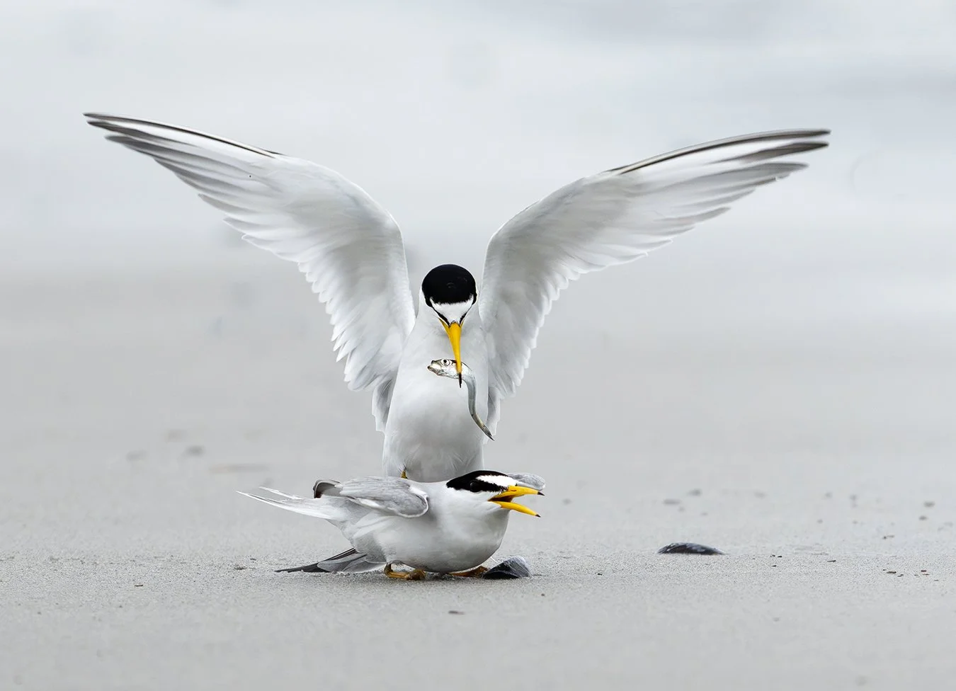Least Tern 53.jpg