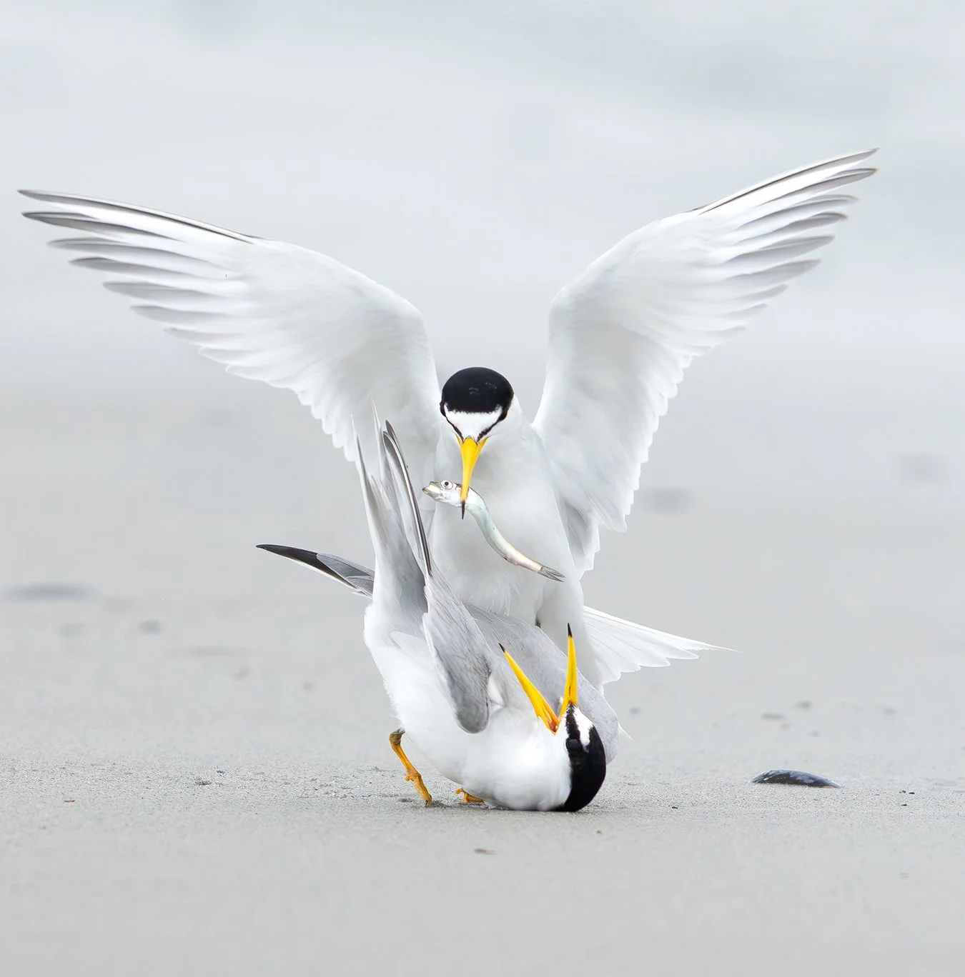 Least Tern 54.jpg