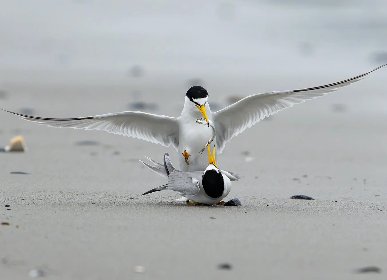 Least Tern 52.jpg