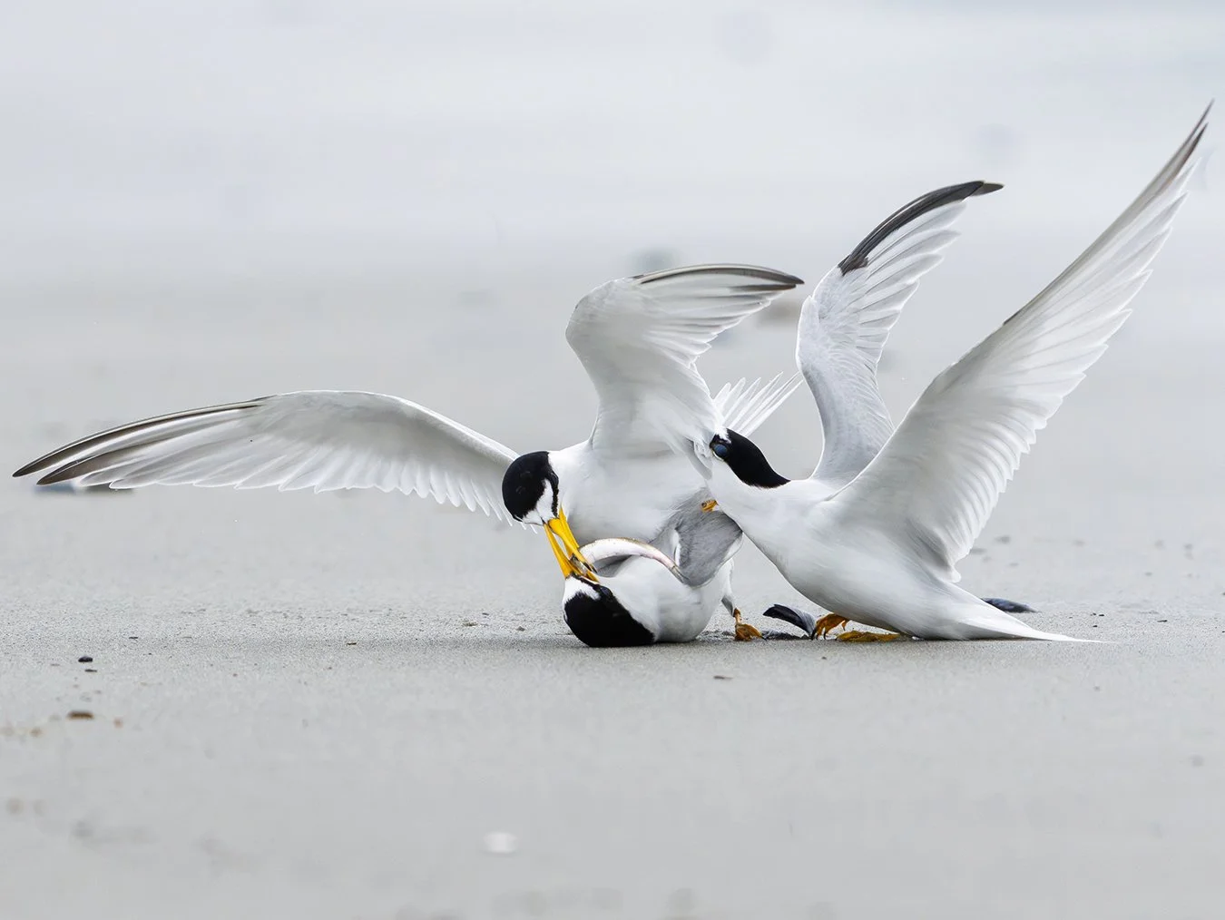 Least Tern 51.jpg
