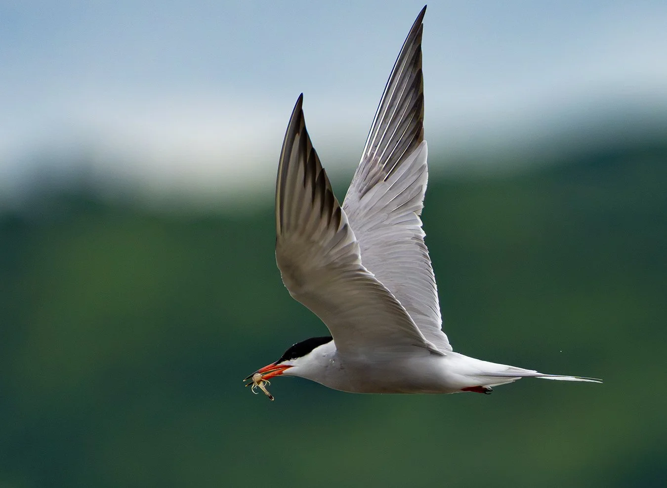 Arctic Tern 8.jpg