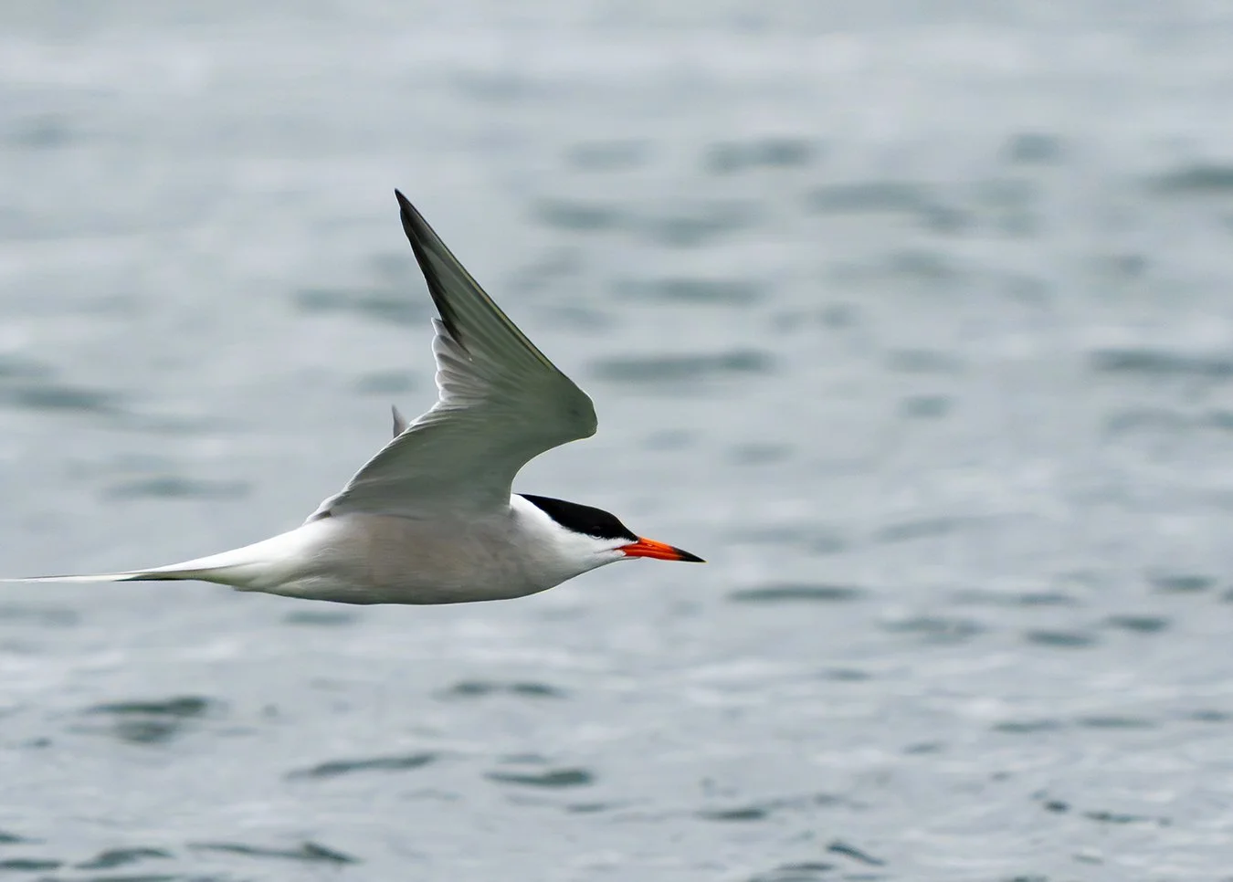 Arctic Tern 7.jpg