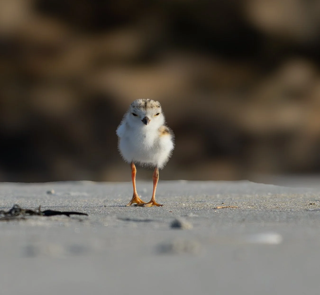 Piping Plover 249.jpg