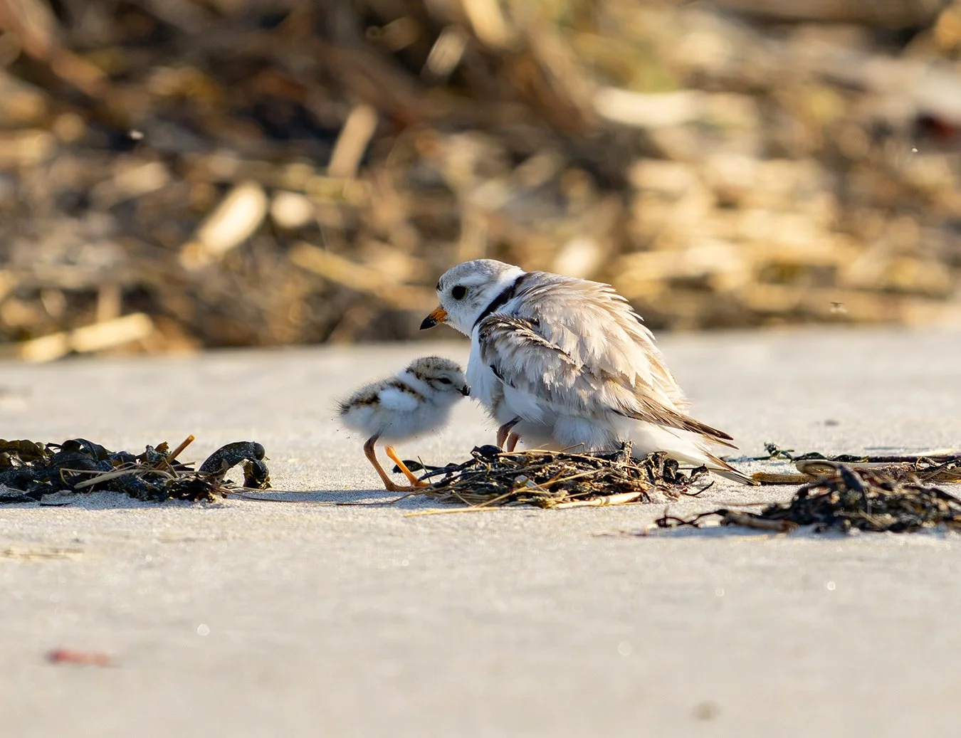 Piping Plover 248.jpg