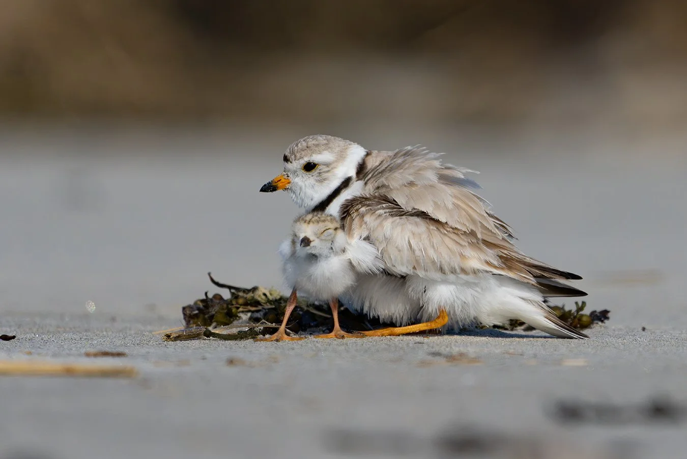 Piping Plover 247.jpg