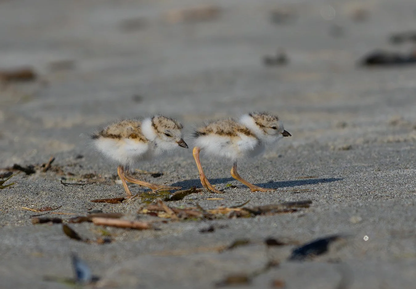 Piping Plover 246.jpg