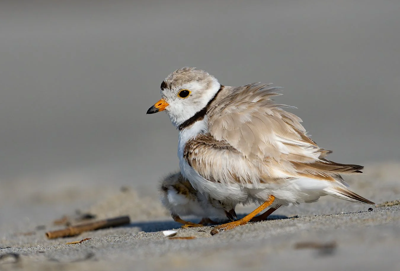 Piping Plover 245.jpg
