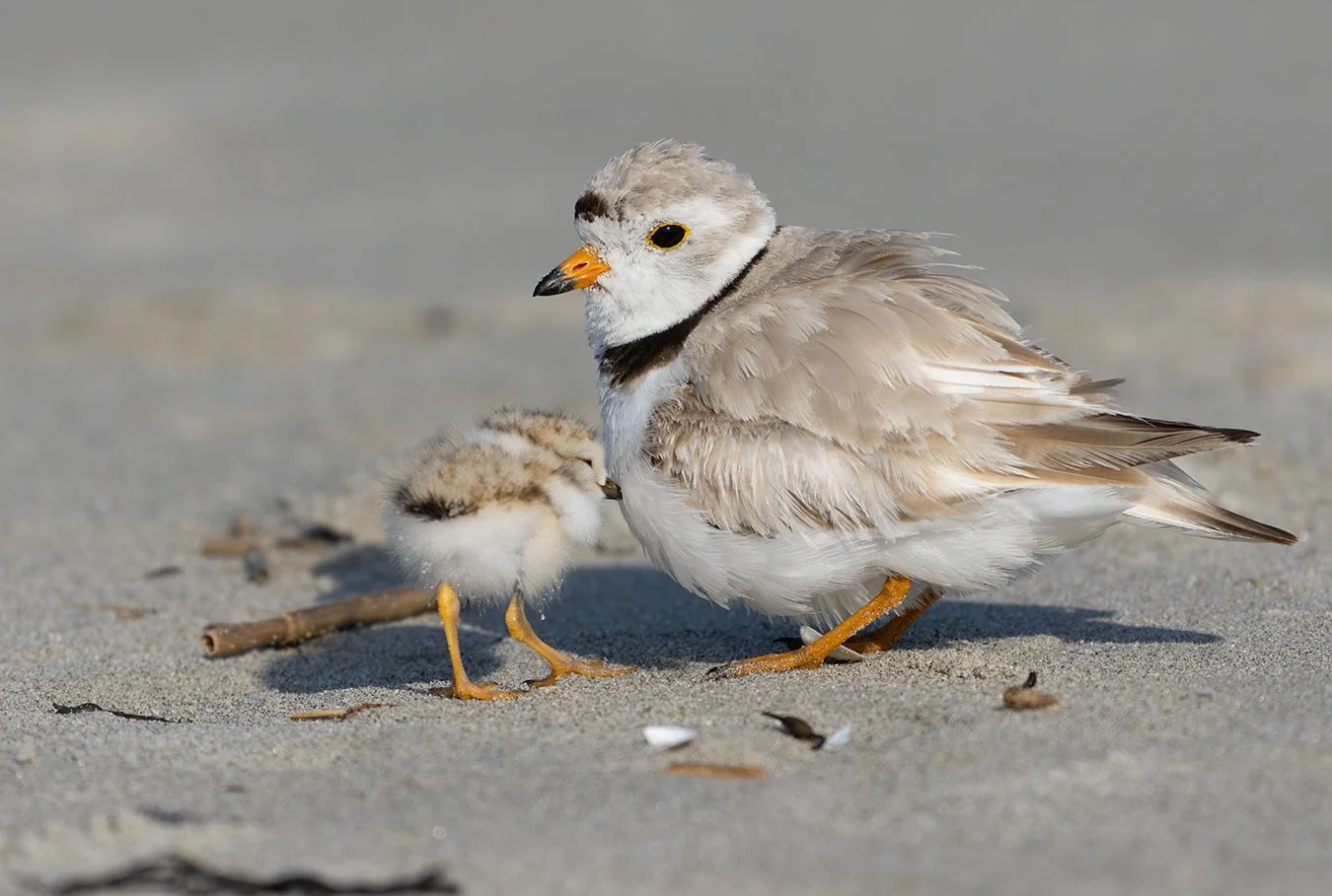 Piping Plover 244.jpg