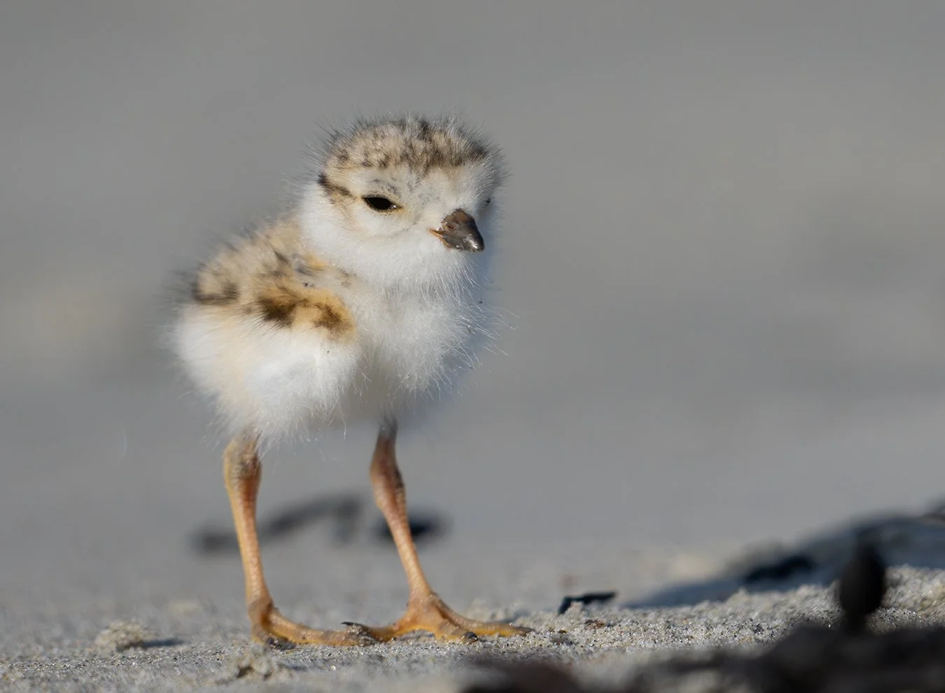Piping Plover 243.jpg