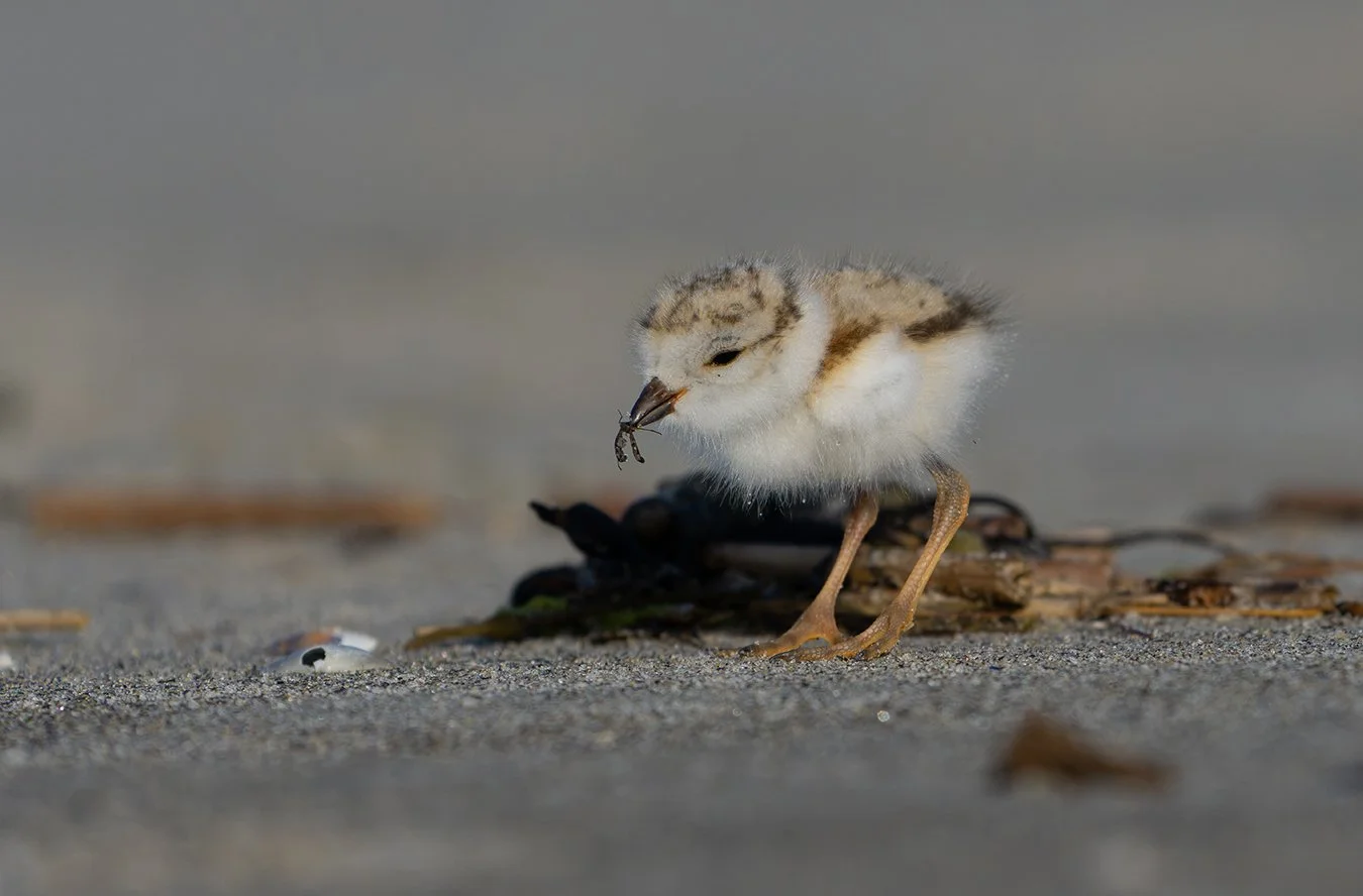 Piping Plover 242.jpg