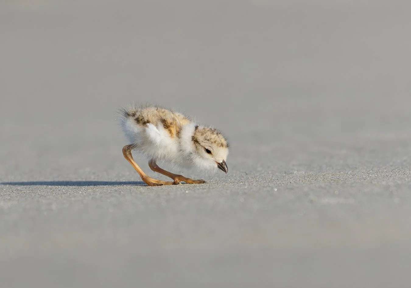 Piping Plover 241.jpg