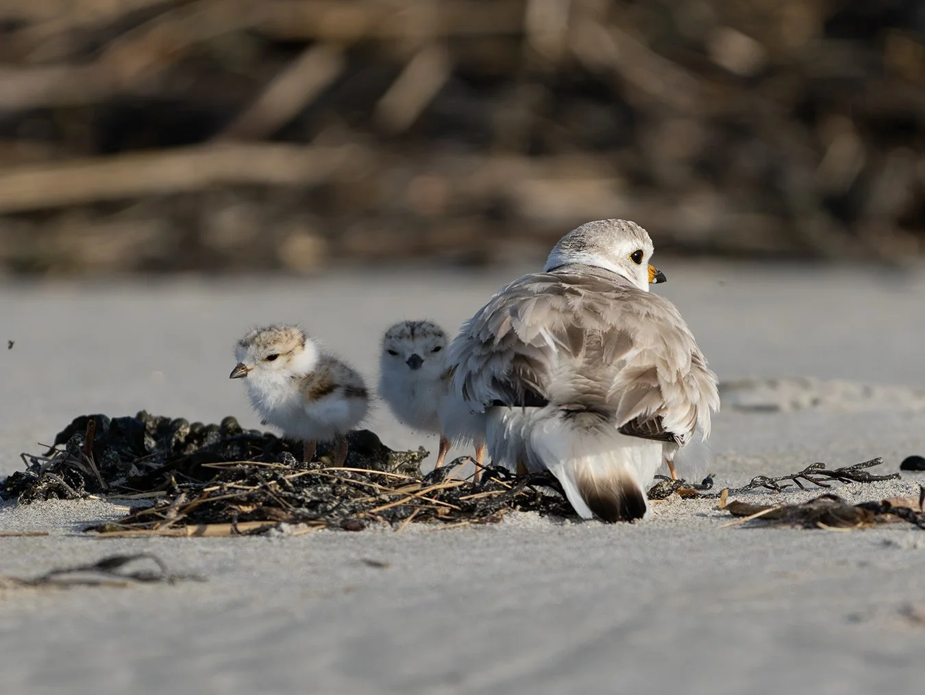 Piping Plover 240.jpg