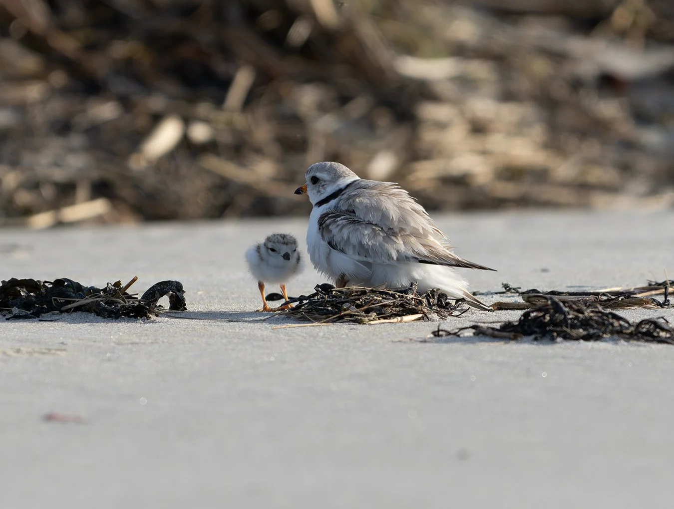 Piping Plover 239.jpg