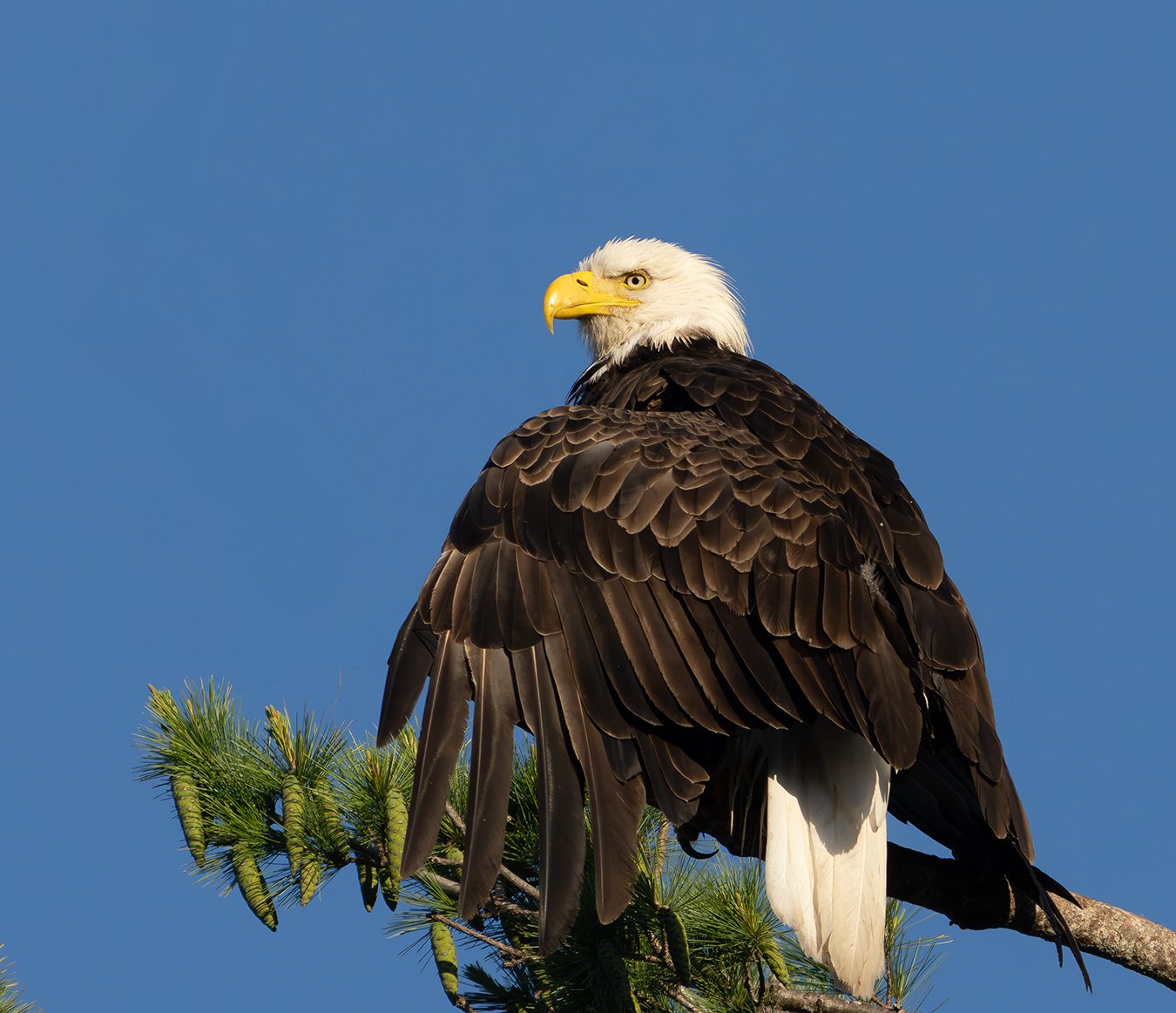 Bald Eagle 182.jpg