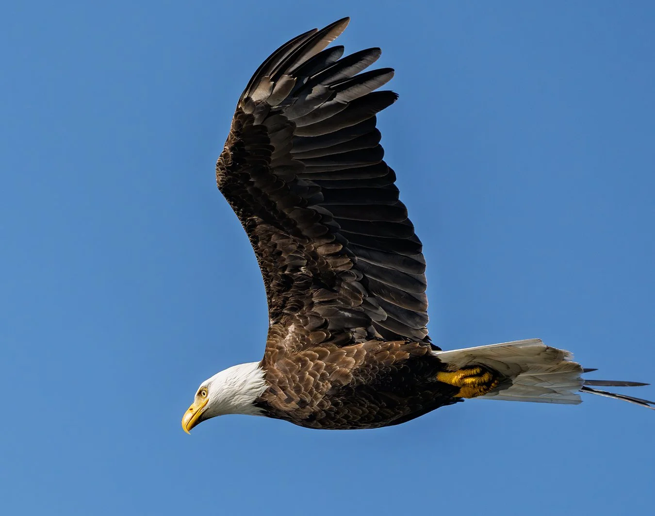 Bald Eagle 183.jpg
