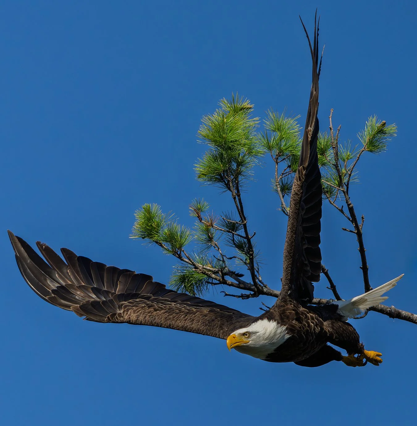 Bald Eagle 181.jpg