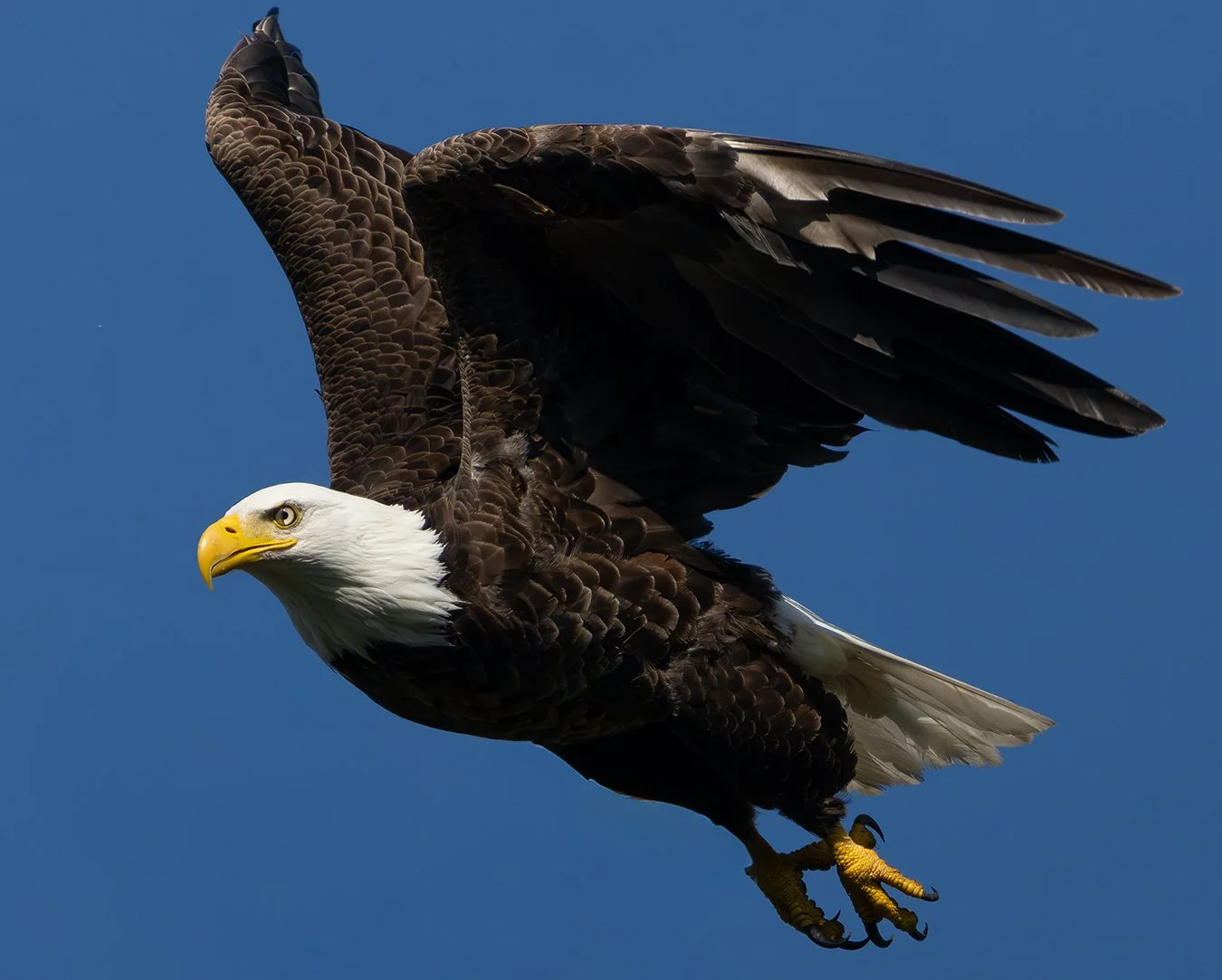 Bald Eagle 180A.jpg