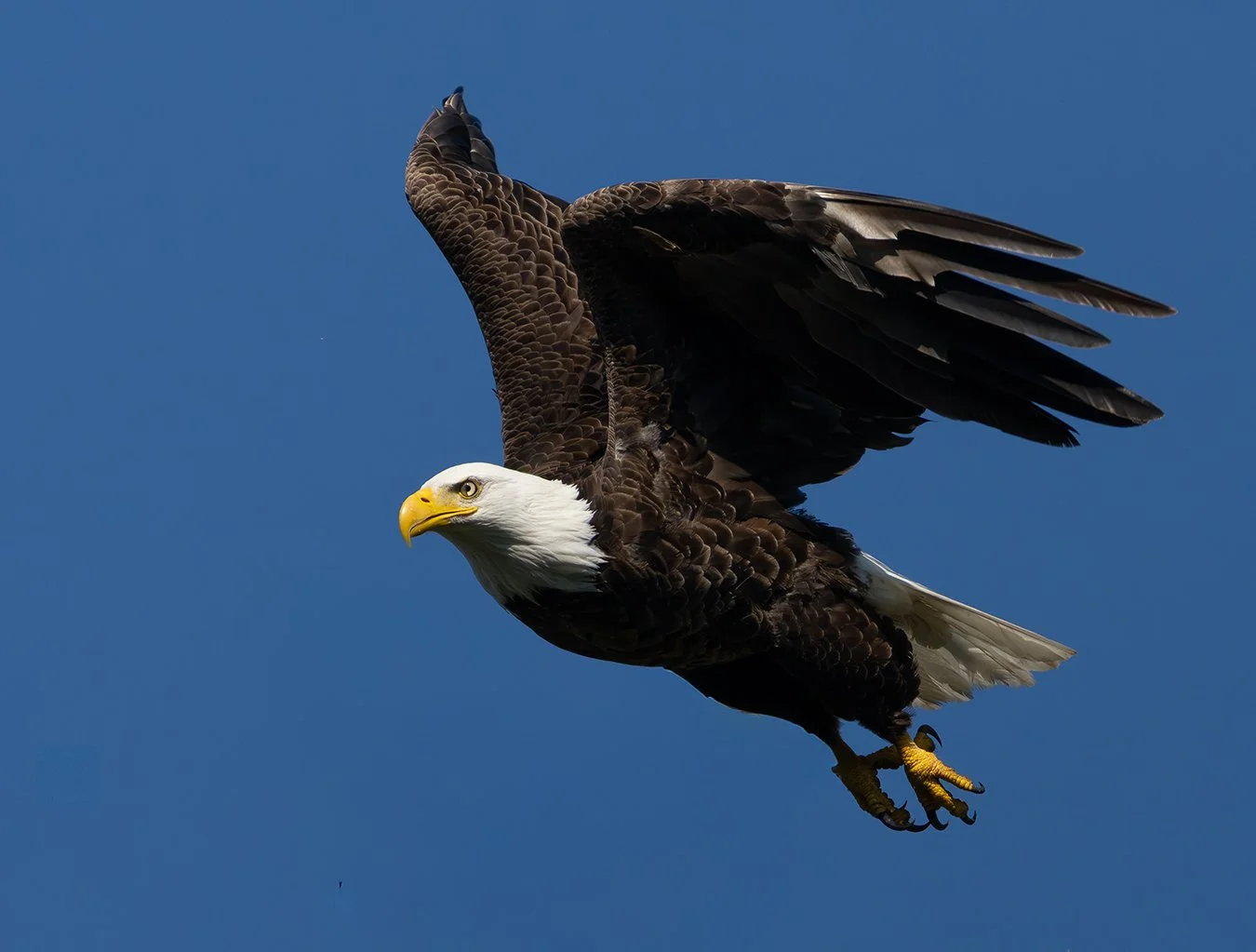Bald Eagle 180.jpg