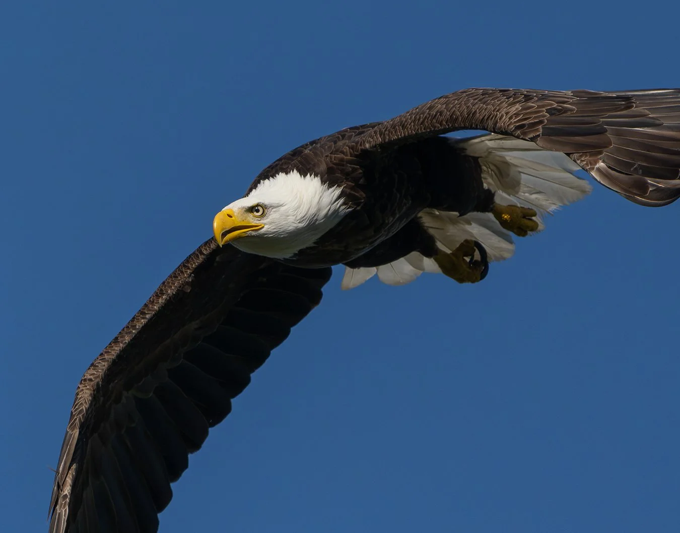 Bald Eagle 179.jpg