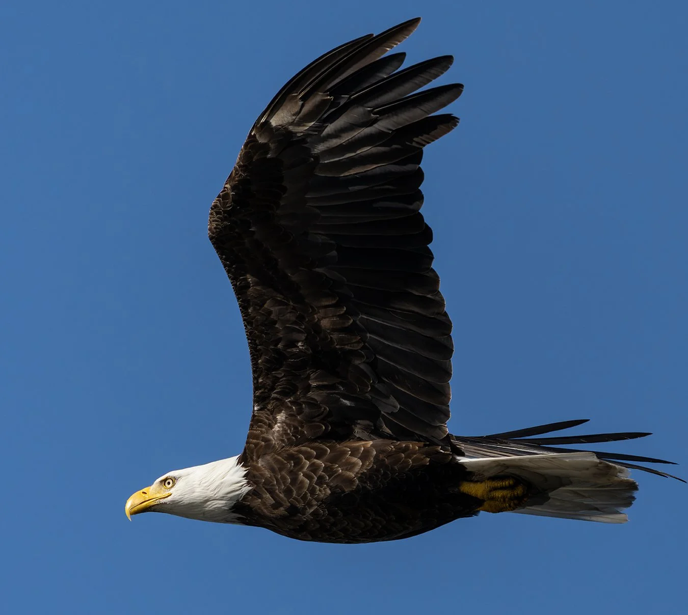 Bald Eagle 178.jpg