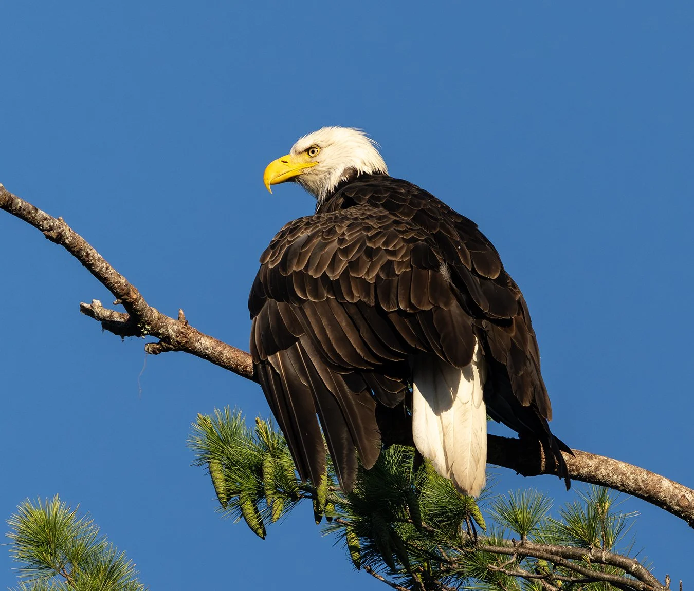Bald Eagle 177.jpg