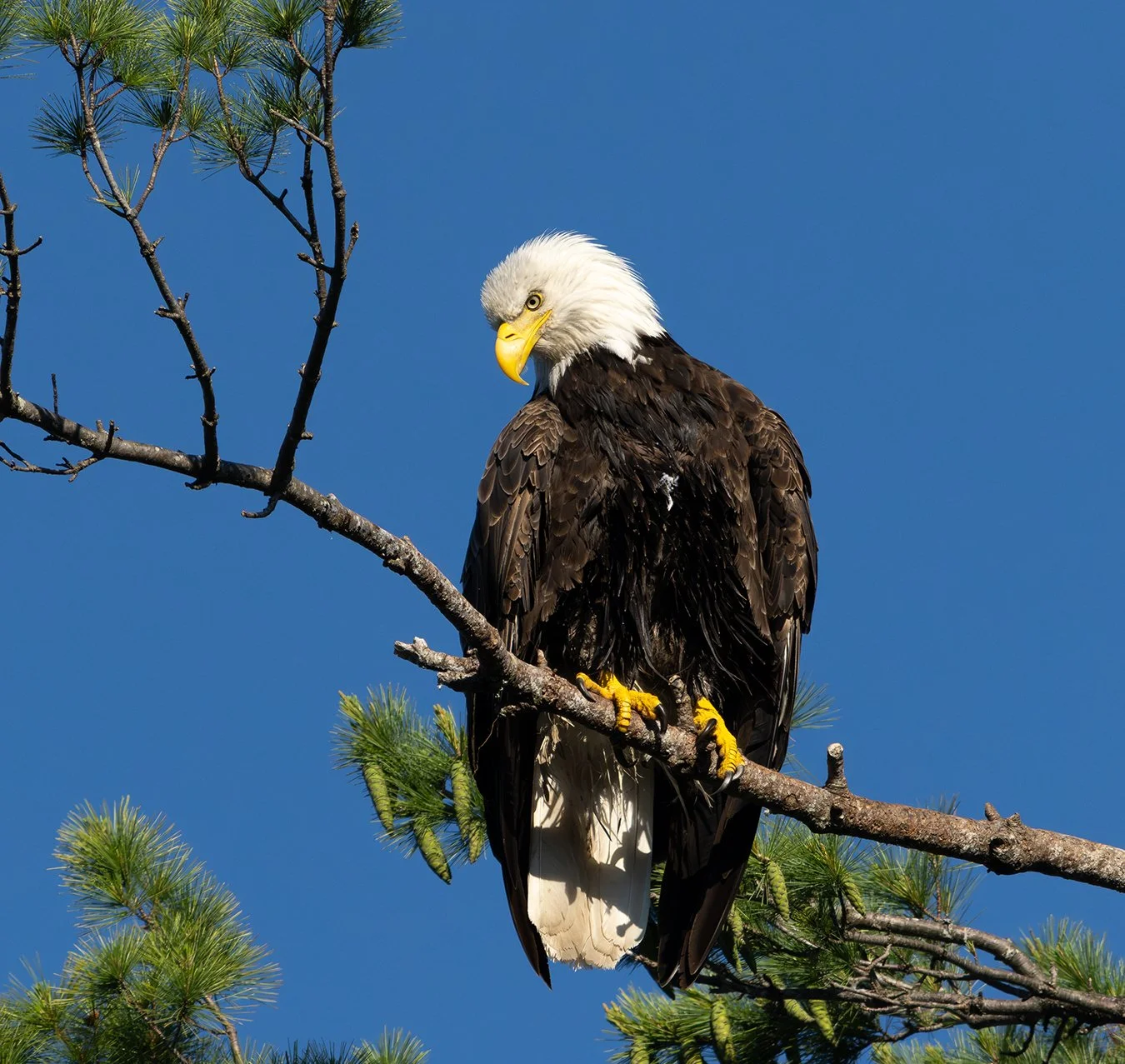 Bald Eagle 176.jpg