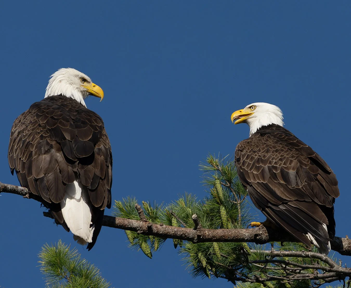 Bald Eagle 175.jpg