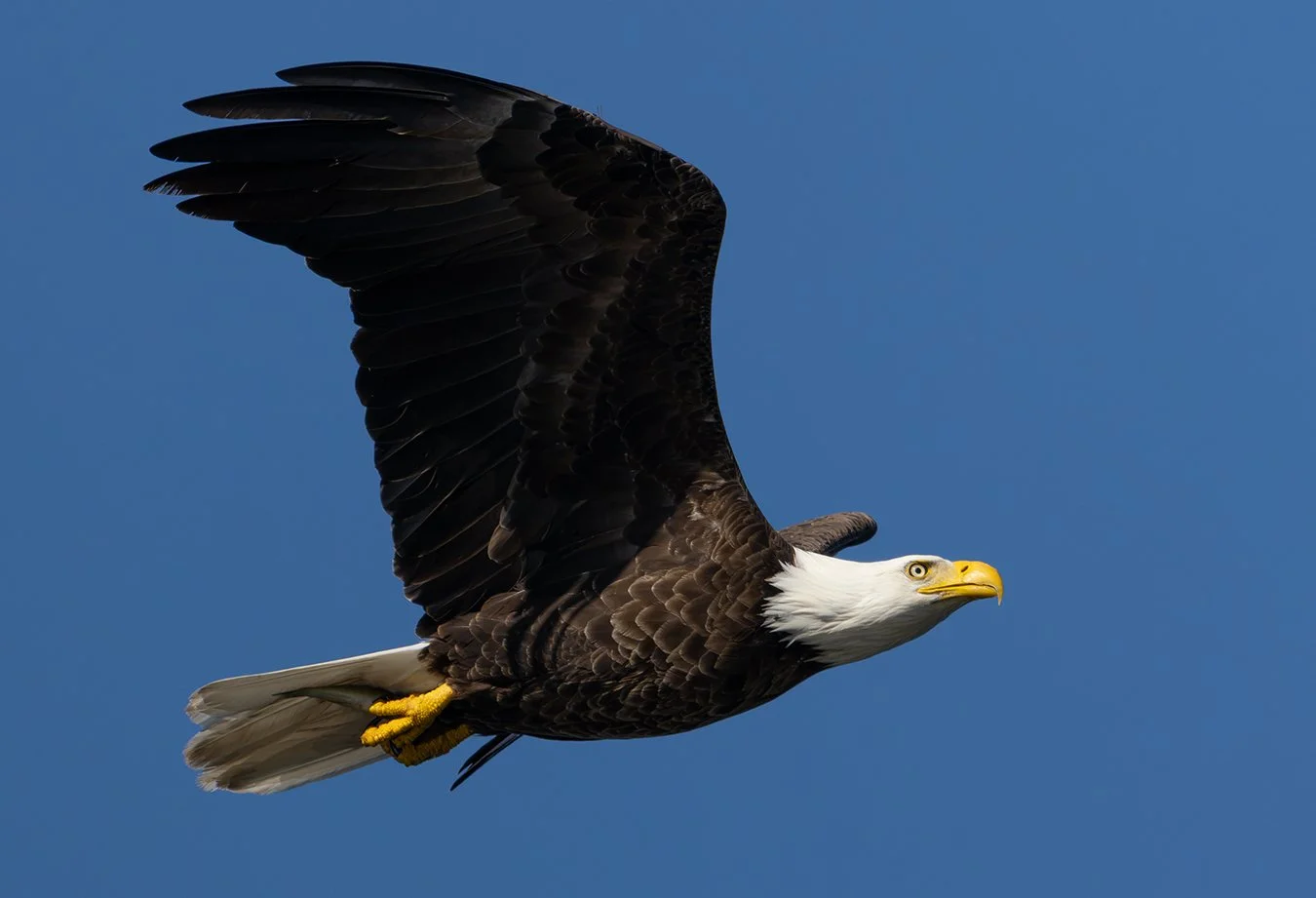 Bald Eagle 174.jpg