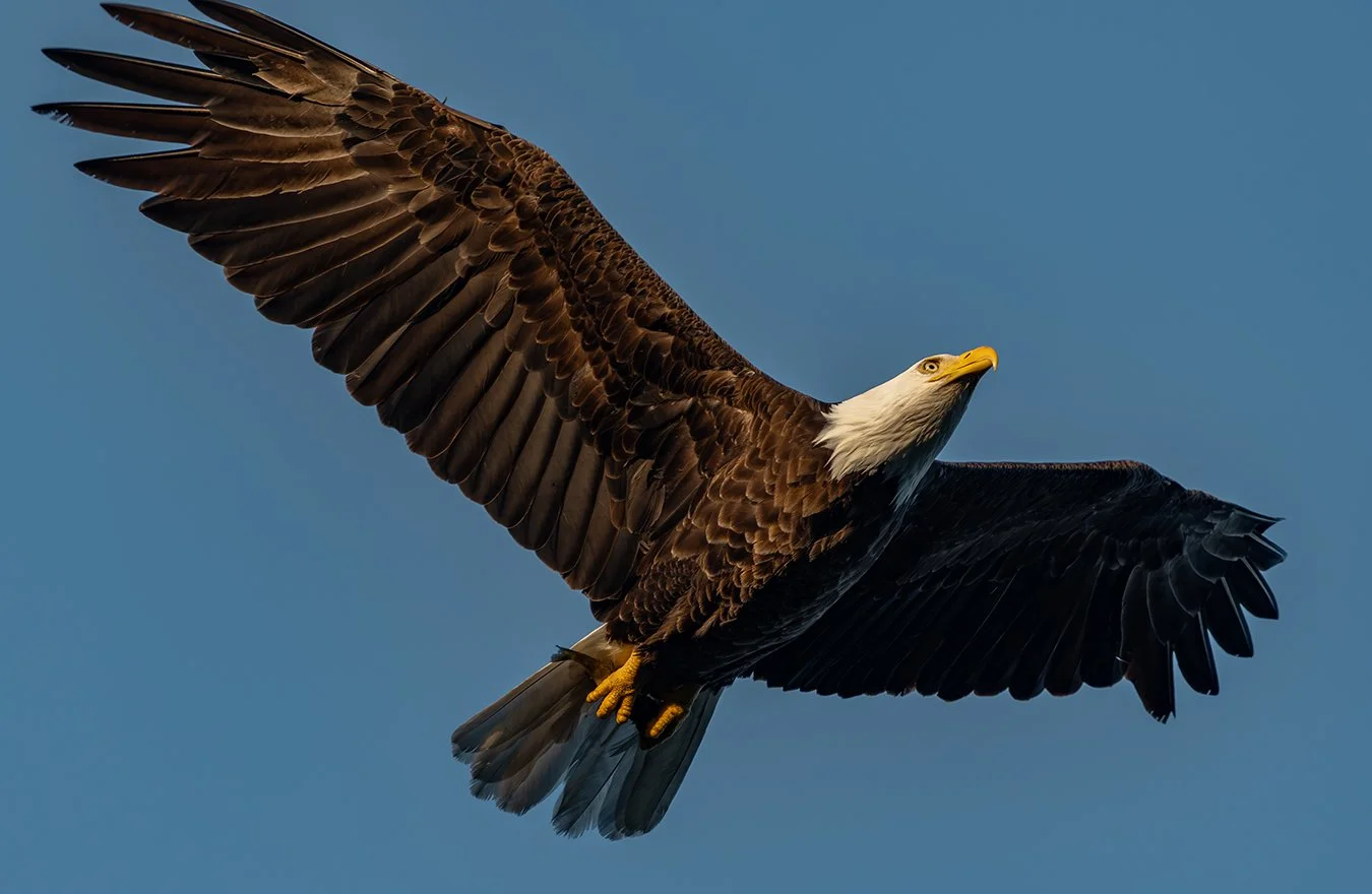 Bald Eagle 201.jpg