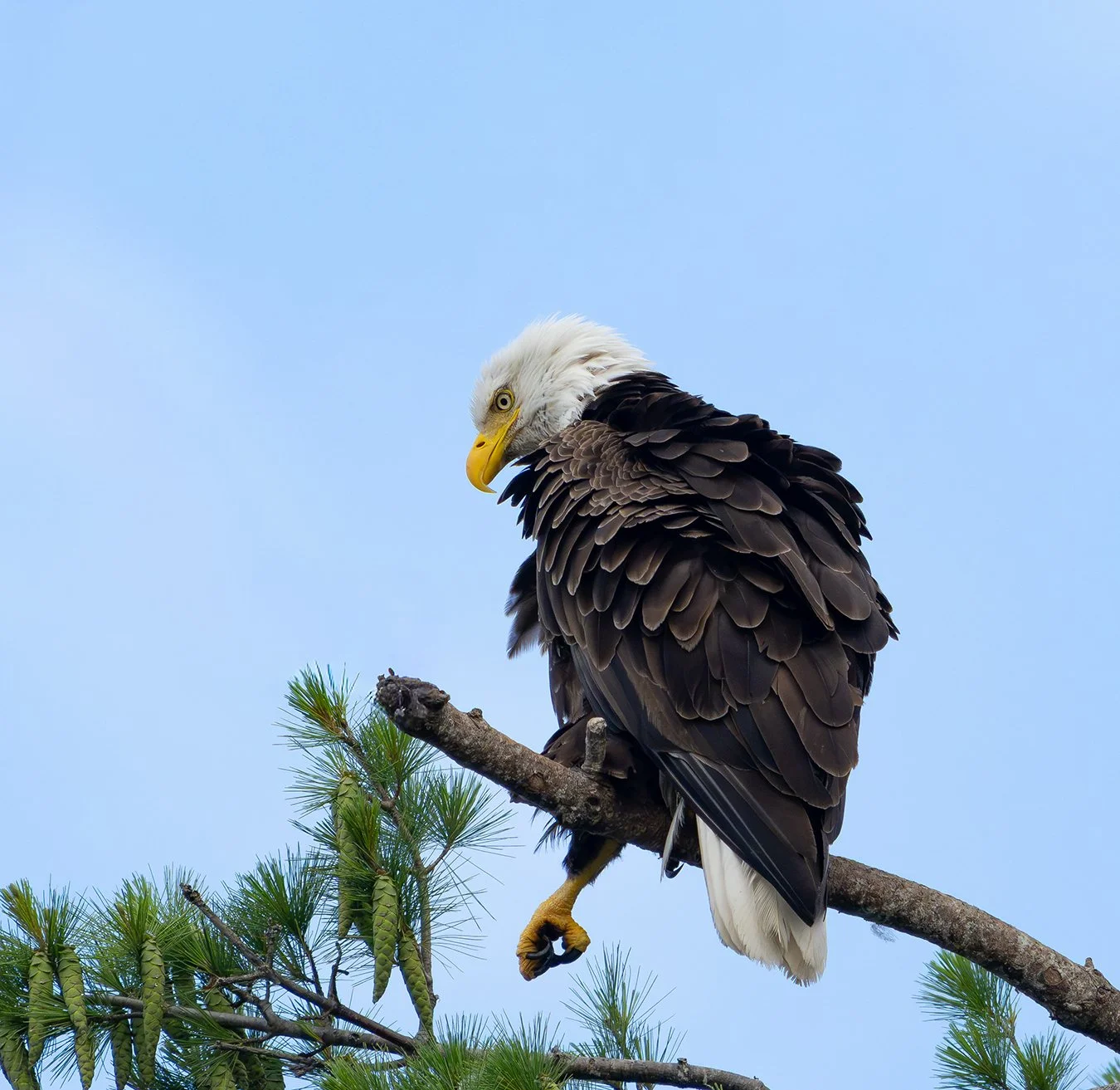 Bald Eagle 200.jpg