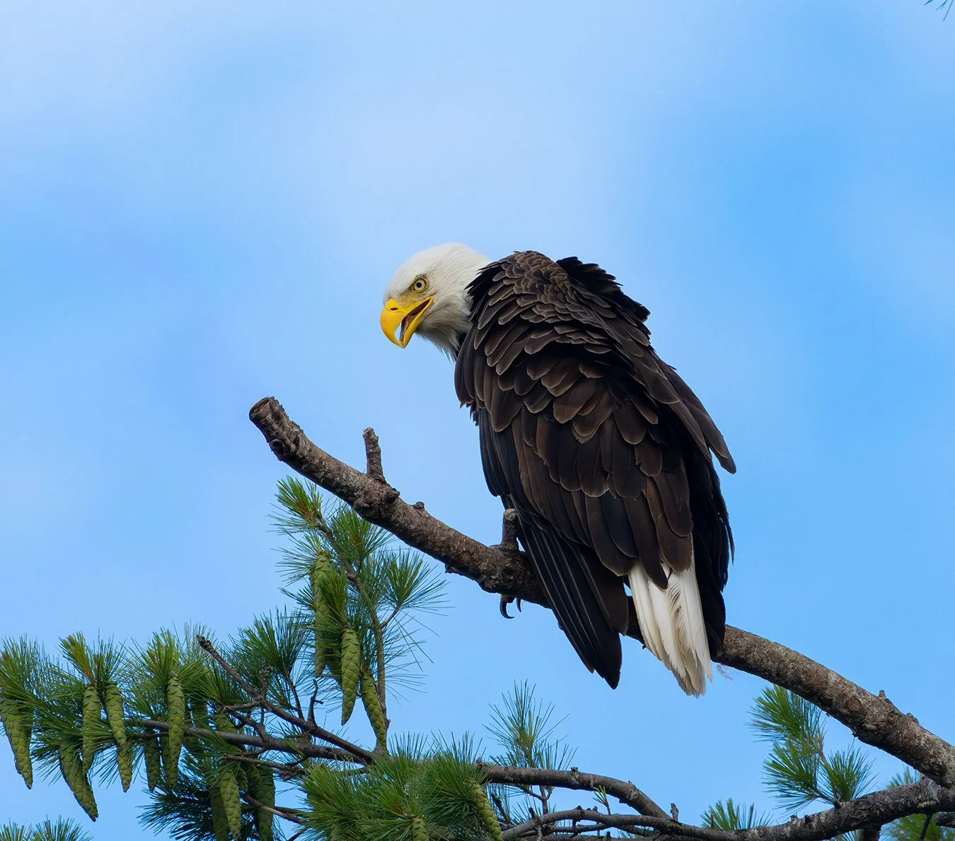 Bald Eagle 199.jpg