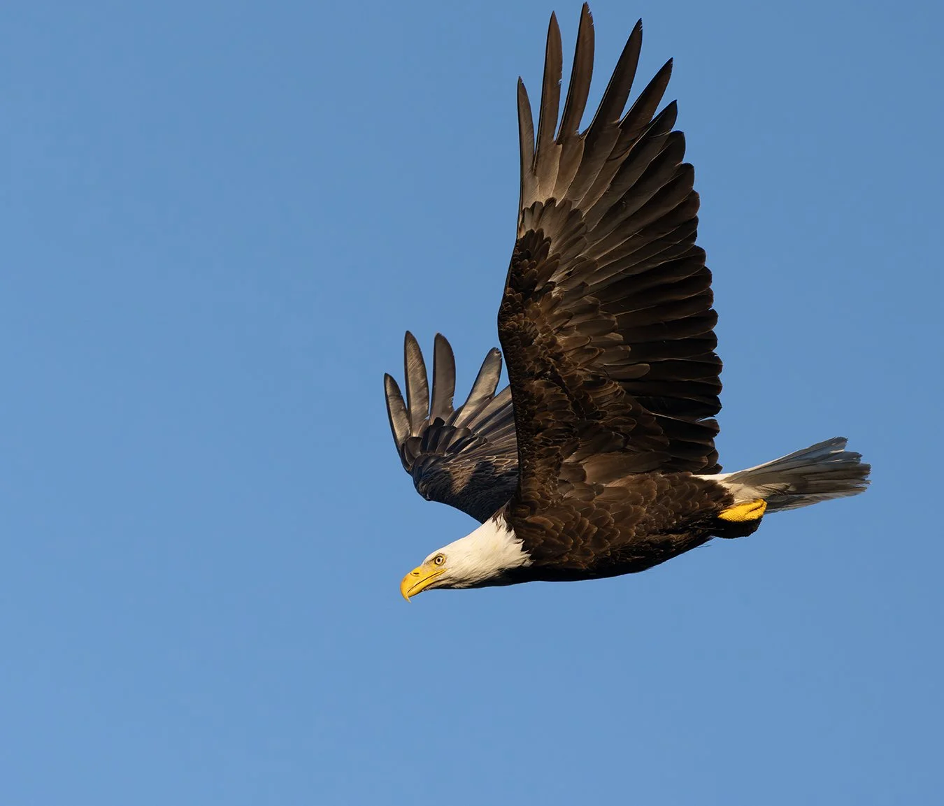 Bald Eagle 198.jpg